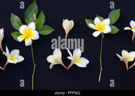 Frangipanier blanc et jaune fleurs locales d'Asie arrangement sur fond noir Banque D'Images