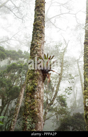 Jusqu'à dans la forêt de nuage Misty Mountain de la vallée de Cocora en Colombie. L'environnement tropical avec des plantes épiphytes (air) growing on tree. Sep 2018 Banque D'Images