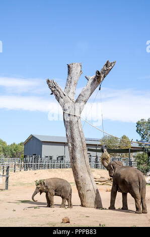 Une femelle éléphant avec les jeunes à l'alimentation des plaines de l'ouest de Taronga Zoo, Dubbo NSW Australie. Banque D'Images