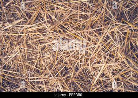 Hay seamless background. L'automne sec jaune de l'herbe sur le sol. La texture de foin Banque D'Images