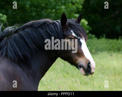 Un coup de tête d'un cheval noir mange de l'herbe. Banque D'Images