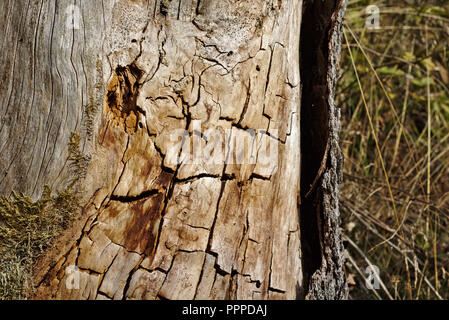 Vieux tronc écorcé avec des fissures et des taches dans le soleil du soir