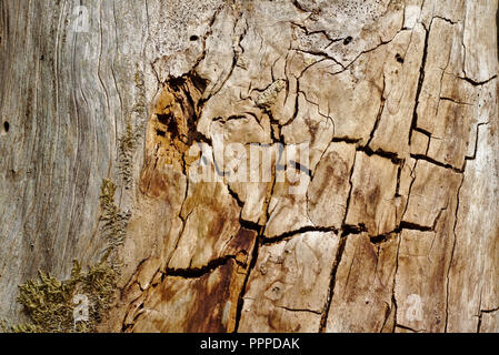 Vieux tronc écorcé avec des fissures et des taches dans le soleil du soir