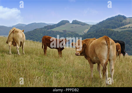 Winterberg, Allemagne - les vaches debout dans un pâturage herbeux regardant la caméra avec des collines boisées à l'arrière-plan Banque D'Images