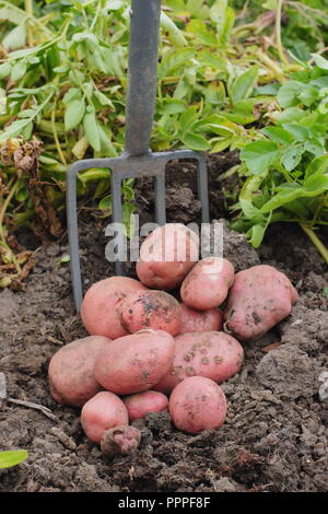 Solanum tuberosum. Creuser jusqu''Desiree' pommes de terre dans un jardin anglais, la fin de l'été, UK Banque D'Images