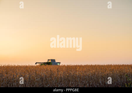 Moissonneuse batteuse machine en champ de maïs au coucher du soleil. Batteuse à usages multiples dans la belle campagne de collecte tracktor zone ensoleillée Banque D'Images