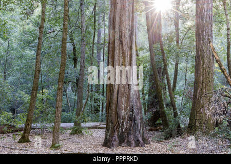 Arbre Redwood Grove Rayons de soleil. Banque D'Images