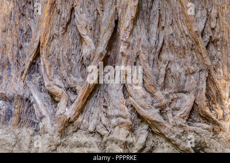 Redwood Tree Trunk Détails Banque D'Images