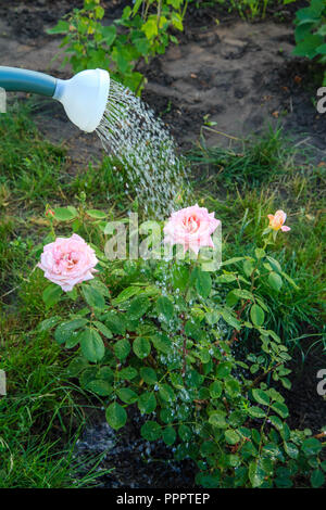 Bush de roses sont arrosées avec l'eau d'un arrosoir en plastique Banque D'Images