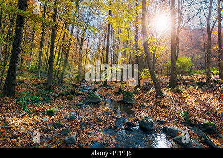 Beaux paysages d'automne forêt. beaucoup de feuillage sur le sol autour des pierres et brook Banque D'Images