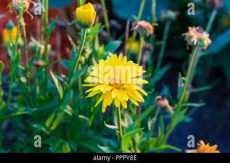 Une petite fleur jaune qui fleurit dans le jardin arrière Banque D'Images