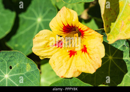 Une fleur de capucine rouge et jaune jouissant de la Sunrise Banque D'Images