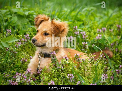 Le choix du chien sans-abri rousse sur jardin dans le village. Chien sans race. Banque D'Images