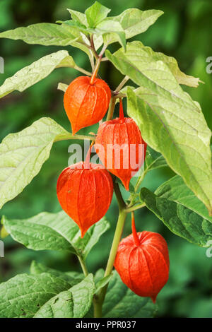 Lampe chinoise, Physalis alkekengi Banque D'Images