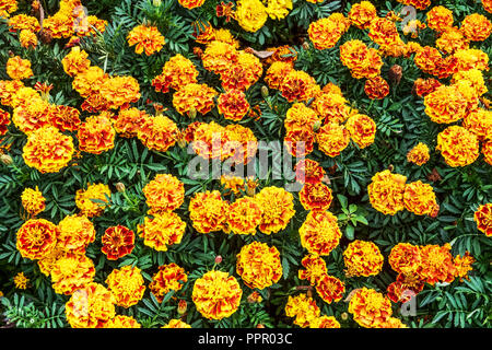 Oeillet d'Inde Tagetes patula Bonanza, 'Bee' Banque D'Images