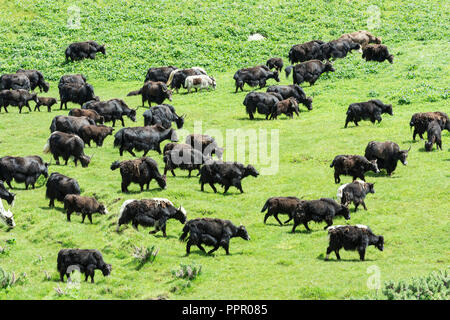 Troupeau de yaks, Song Kol Lac, province de Naryn, du Kirghizistan, de l'Asie centrale Banque D'Images