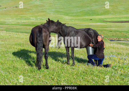 Femme kirghize traire une mare sur les pâturages de montagne, lac Kol Chanson, province de Naryn, du Kirghizistan, de l'Asie centrale Banque D'Images