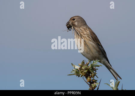 Bluthaenfling (Carduelis cannabina), Singvogel, Texel, Nordholland, Niederlande Banque D'Images