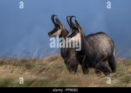 Gaemse (Rupicapra rupicapra), Vogesen, Vosges, Herbst, Gams, Gemse, Frankreich Banque D'Images