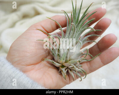 Tillandsia ionantha main tenant une plante de l'air contre un arrière-plan blanc. Banque D'Images