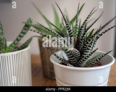 Haworthia Zebra plante grasse dans un pot à l'intérieur sur une étagère en bois Banque D'Images