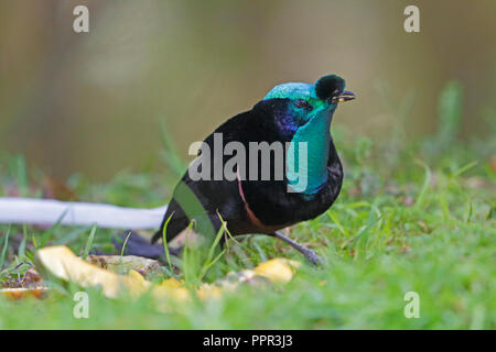 Ruban mâle-tailed astrapia en Papouasie Nouvelle Guinée Banque D'Images