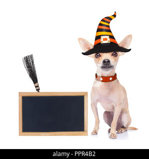 Halloween devil,chihuahua chien effrayé et effrayé, isolé sur fond blanc, portant un chapeau de sorcière, derrière la bannière blanc vide ou une affiche poster Banque D'Images