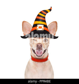 Halloween devil,chihuahua chien effrayé et effrayé, isolé sur fond blanc, portant un chapeau de sorcière, derrière la bannière blanc vide ou une affiche poster Banque D'Images