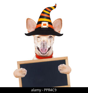 Halloween devil,chihuahua chien effrayé et effrayé, isolé sur fond blanc, portant un chapeau de sorcière, derrière la bannière blanc vide ou une affiche poster Banque D'Images