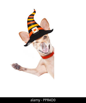 Halloween devil,chihuahua chien effrayé et effrayé, isolé sur fond blanc, portant un chapeau de sorcière, derrière la bannière blanc vide ou une affiche poster Banque D'Images