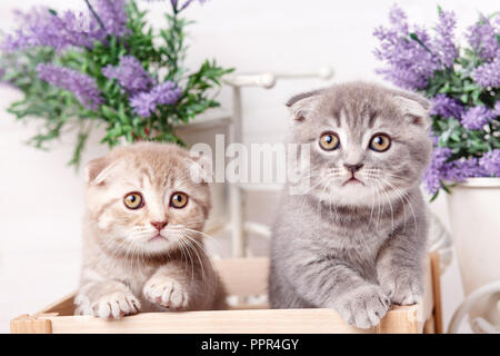 Portrait de deux chatons écossais qui veulent sortir d'une boîte en bois. Des fleurs de lavande dans l'arrière-plan Banque D'Images