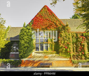 Ivy colorés et des plantes grimpantes sur le mur de la bibliothèque publique au centre-ville de Kettering, en Angleterre, au début de l'automne. Banque D'Images