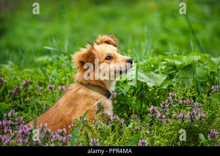 Le choix du chien sans-abri rousse sur jardin dans le village. Chien sans race. Banque D'Images