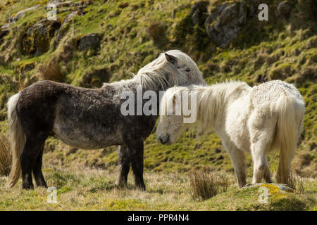 Poneys Eriskay sauvage sur l'Île Sainte, en Écosse, dans le Nord de l'Europe Banque D'Images