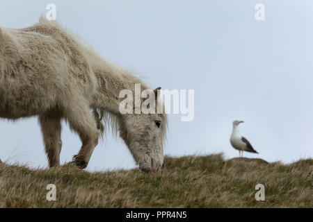 Poneys Eriskay sauvage sur l'Île Sainte, en Écosse, dans le Nord de l'Europe Banque D'Images