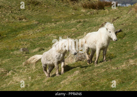 Poneys Eriskay sauvage sur l'Île Sainte, en Écosse, dans le Nord de l'Europe Banque D'Images