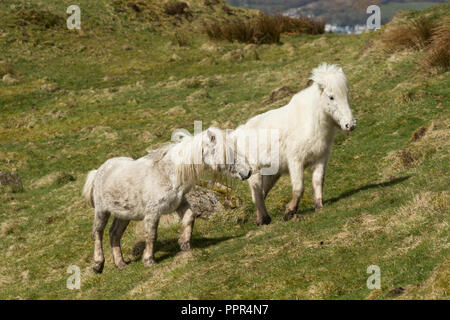 Poneys Eriskay sauvage sur l'Île Sainte, en Écosse, dans le Nord de l'Europe Banque D'Images