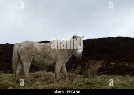 Poneys Eriskay sauvage sur l'Île Sainte, en Écosse, dans le Nord de l'Europe Banque D'Images