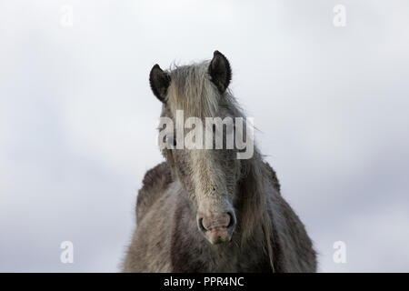 Poneys Eriskay sauvage sur l'Île Sainte, en Écosse, dans le Nord de l'Europe Banque D'Images