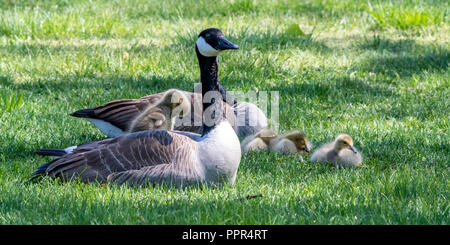 La bernache du Canada (Branta canadensis) debout sur le dos de la goose avec d'autres poussins sur le terrain. Banque D'Images