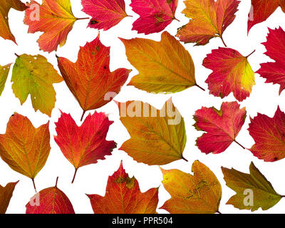 Les feuilles d'automne de Guelder Rose Viburnum opulus Banque D'Images