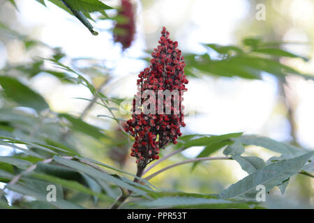 Libre du fruit d'une nature sauvage vinaigrier (Rhus typhina L.). Les feuilles et le fruit devient rouge vif à l'automne. Arbuste. Banque D'Images