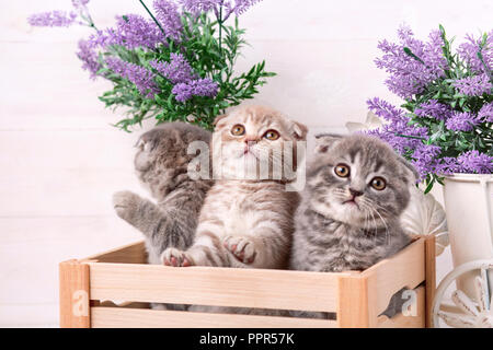 Un triple de chatons écossais dans une boîte en bois. Des fleurs de lavande dans l'arrière-plan Banque D'Images