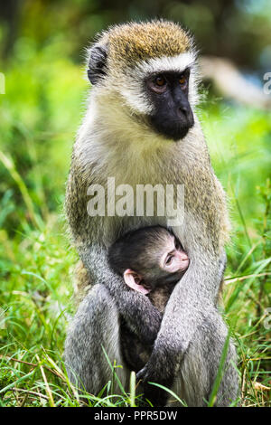 Un singe (Chlorocebus Pygerythrus) nourrir son bébé, Masai Mara, Kenya Banque D'Images