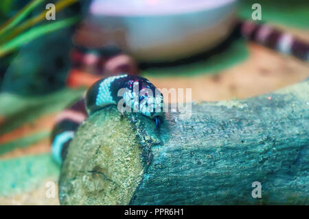 California kingsnake courbe sur le journal. Banque D'Images