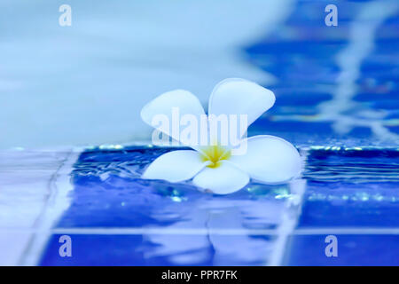 Plumeria fleurs sont plus parfumées la nuit. Il contient principalement des arbustes à feuilles caduques et les petits arbres. Plumeria flowers était tombée près de la piscine. Banque D'Images