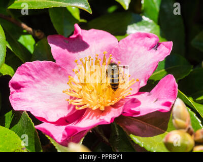 Wasp Vespula Vulgaris, d'alimentation, sur le pollen d'une fleur de l'automne arbuste en fleurs, Camellia sasanqua 'Crimson King' Banque D'Images
