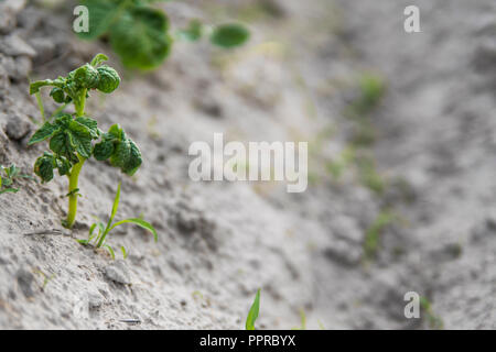 Jeune pomme de terre sur la couverture du sol. Close-up de l'usine. Les pousses vertes de jeunes plants de pommes de terre de l'argile de germination au printemps. Banque D'Images