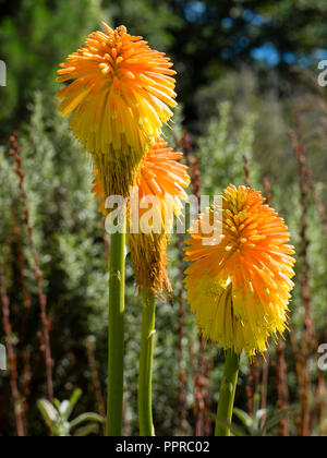 De grands chefs de la fleur d'automne fleuri orange, jaune fleur Kniphofia rooperi torche, Lily Banque D'Images