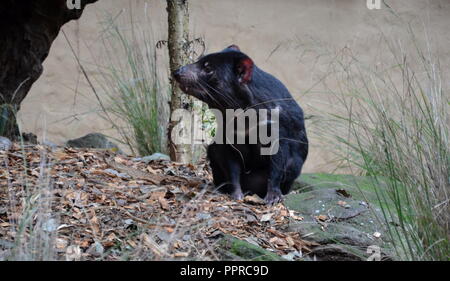 Tamanian Sarcophilus harrisii (diable) sur le terrain. Prédateur Rare vivant seulement en Tasmanie en Australie. Banque D'Images